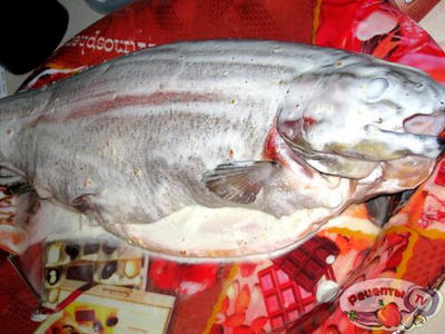 ������ ���������