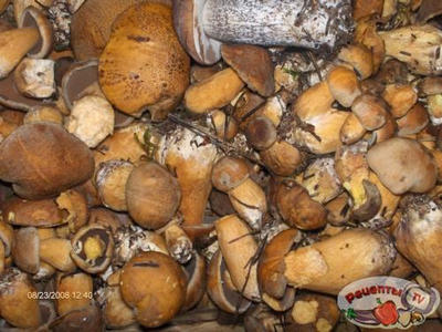 �������� ��� �����-��������� ������