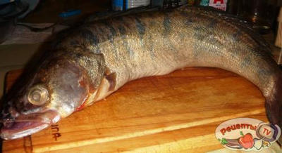 ����� ���������� � ��������