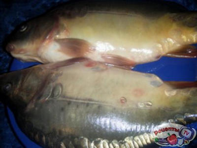 ������ ���� ����������