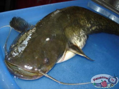 ��� ��� ���������� ������