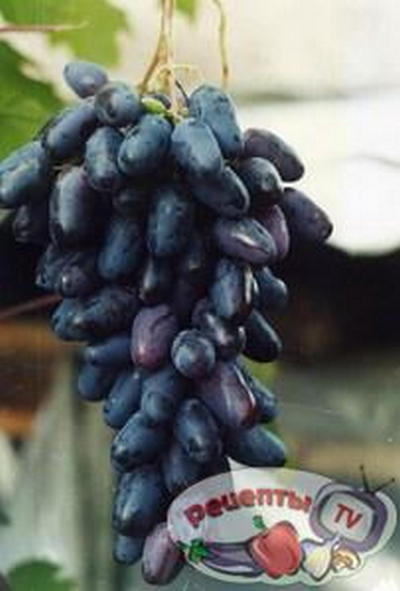 �������� ��������