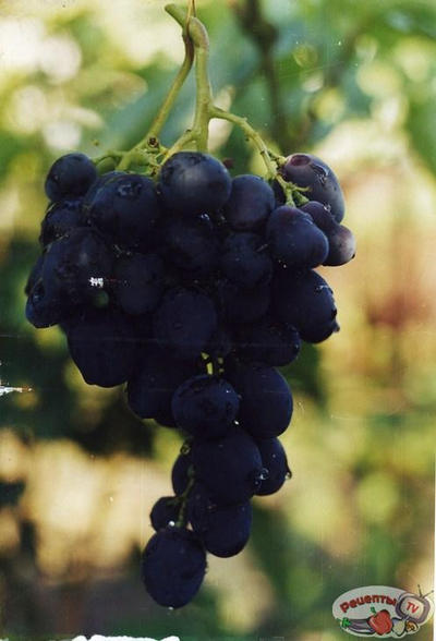 �������� ��������