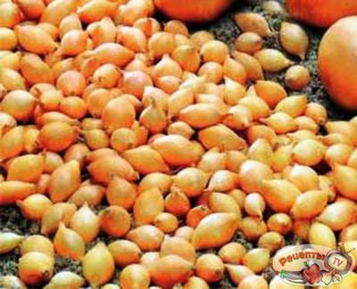 �����-������� 